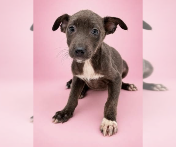 Medium Photo #1 Mutt Puppy For Sale in Brooklyn, NY, USA
