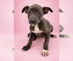 Mutt Dogs for adoption in Brooklyn, NY, USA