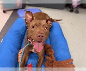 Mutt Dogs for adoption in Santa Rosa, CA, USA