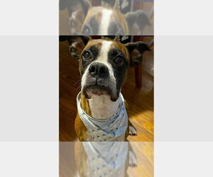 Boxer Dogs for adoption in Austin, TX, USA