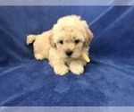Small Photo #33 Poodle (Toy) Puppy For Sale in SAFFORD, AZ, USA