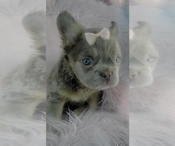 Medium Photo #7 French Bulldog Puppy For Sale in ORLANDO, FL, USA