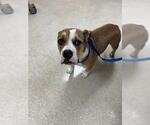 Small Bulldog-Staffordshire Bull Terrier Mix