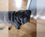 Small Photo #1 Pug Puppy For Sale in GLENCOE, KY, USA