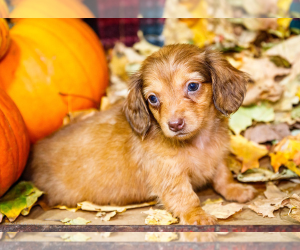 Medium Photo #4 Dachshund Puppy For Sale in WAKARUSA, IN, USA