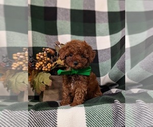 Poodle (Toy) Puppy for sale in NEW HOLLAND, PA, USA