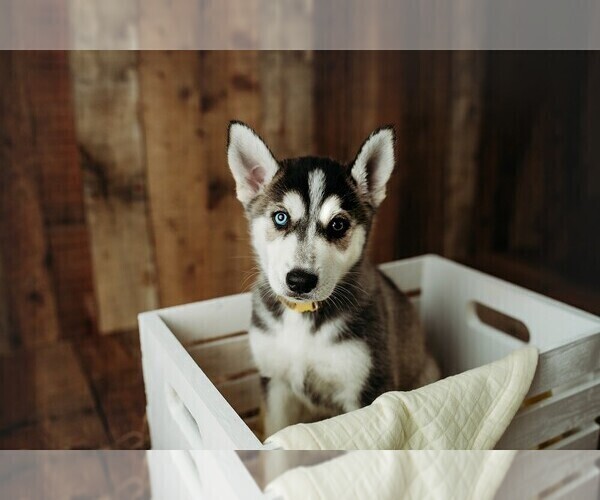Medium Photo #3 Gerberian Shepsky Puppy For Sale in PALM BAY, FL, USA