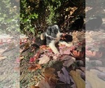 Small Photo #17 Australian Shepherd-F2 Aussiedoodle Mix Puppy For Sale in RALEIGH, NC, USA