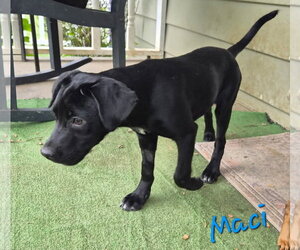 Labrador Retriever-Unknown Mix Dogs for adoption in Rutledge, TN, USA