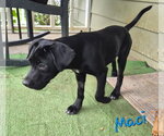 Small Labrador Retriever Mix