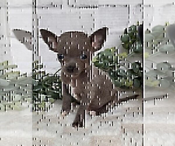 Medium Photo #20 Chihuahua Puppy For Sale in TAMPA, FL, USA