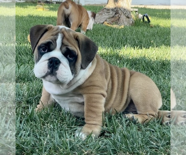Medium Photo #6 Bulldog Puppy For Sale in NORCO, CA, USA