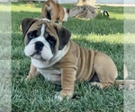 Small Photo #6 Bulldog Puppy For Sale in NORCO, CA, USA