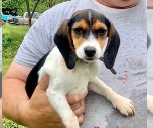 Beagle Dogs for adoption in MARSHALL, AR, USA