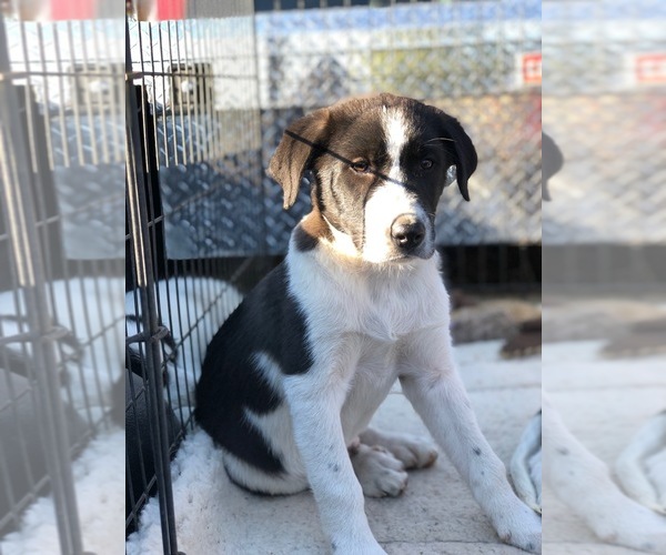 Medium Photo #7 Border Collie-Great Pyrenees Mix Puppy For Sale in CENTRAL POINT, OR, USA