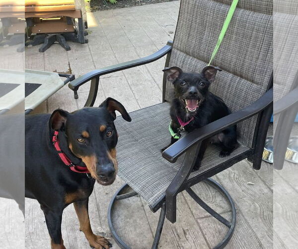 Medium Photo #4 Chihuahua-Unknown Mix Puppy For Sale in Rochester, NY, USA