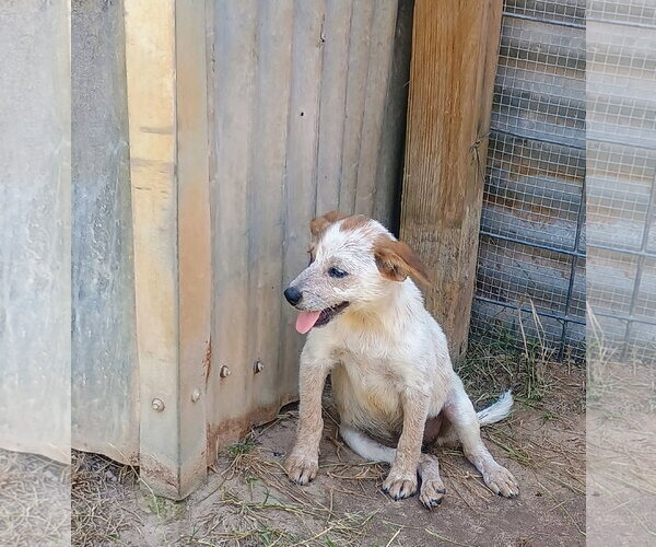 Medium Photo #2 Red Heeler-Unknown Mix Puppy For Sale in The Woodlands, TX, USA