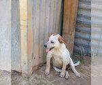 Small #1 Red Heeler Mix