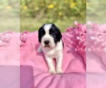 Puppy Thyme English Springer Spaniel