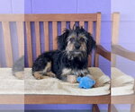 Small #1 Poodle (Miniature) Mix