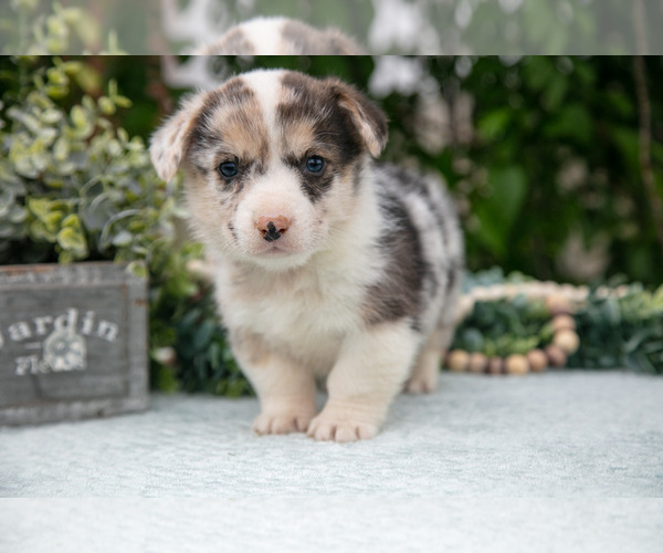Medium Photo #3 Pembroke Welsh Corgi Puppy For Sale in NEW CONCORD, OH, USA