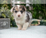 Small #2 Pembroke Welsh Corgi