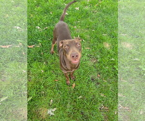 Sally - Female Doberman Pinscher-Unknown Mix Dog for Adoption - Photo #9