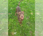 Small Photo #9 Doberman Pinscher-Unknown Mix Puppy For Sale in Minneaoplis, MN, USA