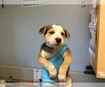 PYRITE - Female Mutt Dog for Adoption - Small photo