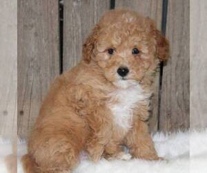 Goldendoodle-Poodle (Miniature) Mix Puppy for sale in STANLEY, WI, USA