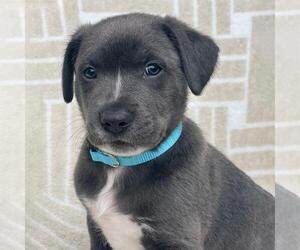 Mutt Dogs for adoption in San Diego, CA, USA