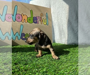 Dachshund Puppy for sale in DAYTONA BEACH, FL, USA