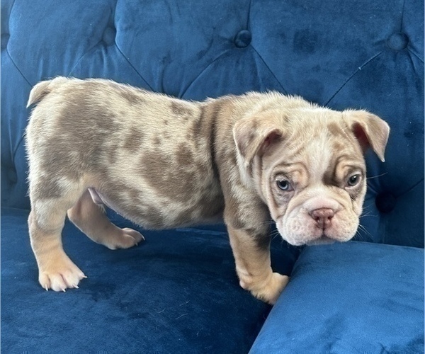Medium Photo #1 English Bulldog Puppy For Sale in SAN JOSE, CA, USA