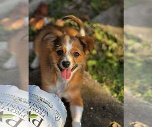 Mutt Dogs for adoption in Greenville, SC, USA