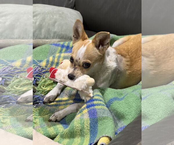 Medium Photo #4 Chihuahua-Unknown Mix Puppy For Sale in Newport Beach, CA, USA