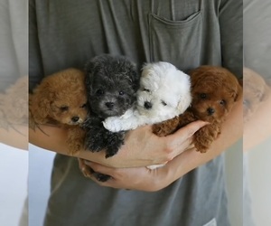 Maltipoo Puppy for sale in SAN DIEGO, CA, USA