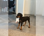 Small #2 Doberman Pinscher
