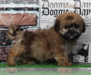 Zuchon Puppy for sale in BEL AIR, MD, USA