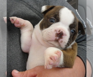 Boston Terrier Puppy for sale in CRKD RVR RNCH, OR, USA