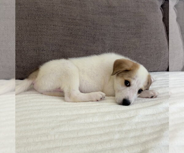 Medium Photo #4 Great Pyrenees-Unknown Mix Puppy For Sale in Brewster, NY, USA