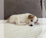 Small #3 Great Pyrenees Mix