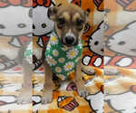 Small German Shepherd Dog Mix