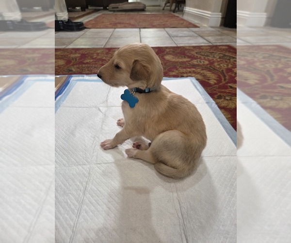 Medium Photo #2 Borzoi Puppy For Sale in YUCAIPA, CA, USA