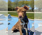 Small #1 Boxer Mix
