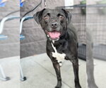 Small #6 Beagle-Border Collie Mix