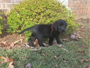 Labrador Retriever Puppy for sale in CANTON, GA, USA