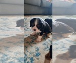 Small #4 Cavalier King Charles Spaniel