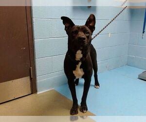 Mutt Dogs for adoption in Moreno Valley, CA, USA