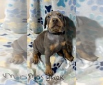Puppy Puppy silver Doberman Pinscher