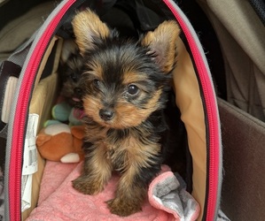 Yorkshire Terrier Puppy for sale in VALRICO, FL, USA